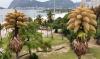 Decades-old palm trees in Rio de Janeiro flower for the first  time