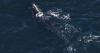 Scientists: Right whale spotted off Boston traveled 3K miles