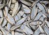 Scientists did not recommend a 54 percent cut to the menhaden TAC