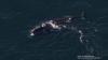 Scientists amazed after right whale swims here from Ireland