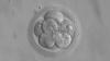 Ban on use of embryos created for science set to be lifted