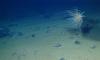 ‘Dot-com boom’? Companies are lining up to mine the deep seas.