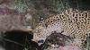 New jaguar spotted in Arizona points to progress in endangered species' recovery