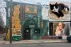 Virginia cat café shutters for rest of year after mischievous kitten floods business in ‘series of freak accidents’