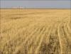 Kazakhstan-China Agricultural Research Center to Open in Key Grain-Producing Region