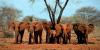 The Last Great Bulls – Inside Botswana’s silent struggle over its elephants