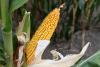 Brazil Corn Exports to Fall Short of Expectations, Industry Group Says