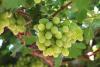 Chilean table grape forecast: Varietal renewal drives exports despite slight market decline