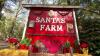 Florida family farm keeps holiday tradition alive with cut-your-own Christmas trees