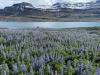 How an invasion of purple flowers made Iceland an Instagram paradise – and caused a biodiversity crisis