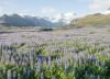 Guardian Feature Rekindles Debate Over Iceland’s Expanding Lupin Fields