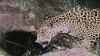 Jaguar spotted in Arizona, 5th sighting of the endangered big cat in 15 years