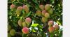 Brazil’s São Francisco River drives year-round mango output