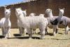 Peru: Apurimac producers sell 147,000 pounds of alpaca fiber to textile industry