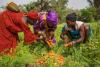 FAO launches International Year of the Woman Farmer 2026 to accelerate gender equality and women’s empowerment in agrifood systems