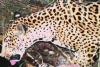 'Never-Before-Seen' Jaguar Spotted Multiple Times in Arizona, Giving Experts Hope That the 'Species Is Recovering' By Charlotte Phillipp