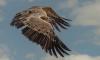Griffon Vulture’s rescue shows power of bicommunal conservation in Cyprus