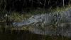 Scientists make troubling discovery after analyzing more than 100 swamp alligators: 'What else is being affected?'