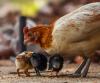 West Virginia confirms new avian influenza in backyard flock in Jackson County