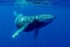 Free Webinar “Early Days: The Life and Times of Humpback Whale Calves in Hawaiian Waters,” Dec. 10