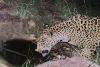Jaguar spotted at watering hole in Arizona, 5th endangered cat seen in area over last 15 years