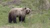Bystander captures unbelievable encounter between tourists and grizzly bear: 'How close does he think he has to get?'