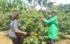  Education of farmers on the coffee farming improvement programmes has borne fruit in Nyeri County, resulting in higher crop production.