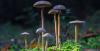 Medical use of magic mushrooms to become legal in Czechia from 2026