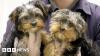 Charities welcome new law banning puppy smuggling
