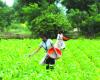 India turns to Belgium, Egypt, others for specialty fertilisers