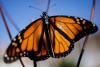 Local butterfly trackers hope bluetooth tech can unlock secrets of monarch migration