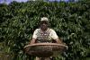 Brazil robusta coffee growers push for quality amid high prices