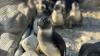African penguins face extinction as food supplies dwindle off SA’s coast