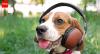 How music can calm your pets and farm animals