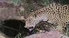 Jaguar spotting in southern Arizona indicates progress in endangered species’ recovery