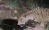 Jaguar Spotted in Arizona Confirms the Species Recovery