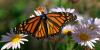 Scientists track monarch butterflies with tiny radio tags