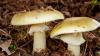 1 killed, more than 20 poisoned from death cap mushrooms in California, officials say