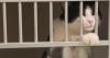 Denver Animal Shelter saw significant increase in pet surrenders in 2025