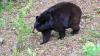 Florida bear hunt returns after a decade with mixed reactions