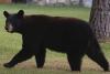 Florida Launches First Black Bear Hunt Since 2015 as Critics Attempt to Limit the Number of Bears Killed