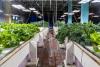 FoodChain’s aquaponics system supports education and food security
