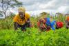 Agriculture policies must benefit smallholder farmers, says Development Consultant