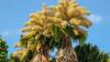 The Stunning First and Final Bloom of Rio de Janeiro’s Talipot Palm Trees