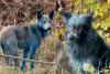 Scientist Shuts Down Theories About Blue Dogs Seen at Chernobyl, Offers Gross but ‘Likely’ Explanation for Unusual Hue By Bailey Richards