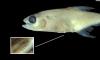 Fingernail-sized fish species discovered has an organ that is new to science