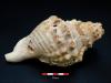 Science ScienceAlert Startling Sounds From 6,000-Year-Old Shells Hint at Their Ancient Use