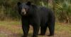 Florida resumes black bear hunting after a decade of prohibition