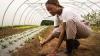 Imperative of urban farming for food availability, security