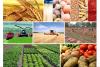 Azerbaijan's imports of agricultural products exceed exports